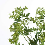 Faux Cow Parsley Ammi | Green | 100cm