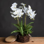 Faux Orchid & Fern Garden in Rootball | 57cm