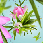 Fragrance Lamp Refill | Aloe Vera Water | 500ml