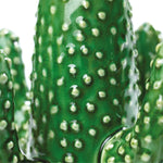 Medium Cactus Vase | 29cm