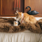 Labradoodle Mug