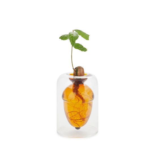 Acorn-Shaped Seed Grower