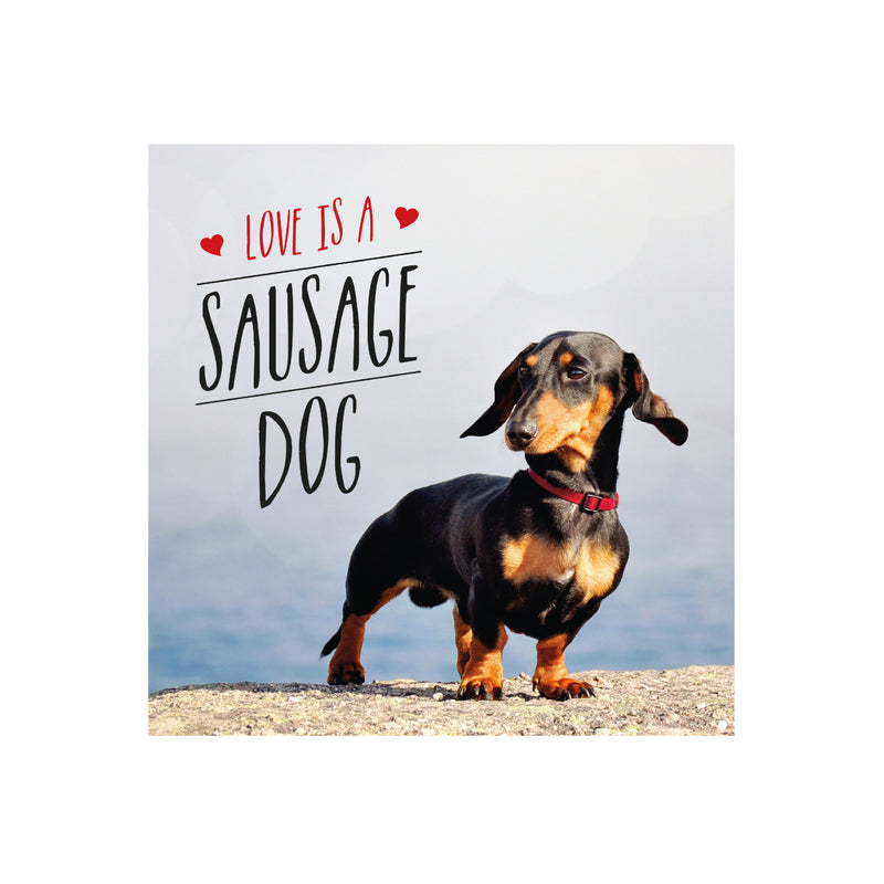 'Love is a Sausage Dog' Book | Charlie Ellis