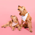 Dog Bandana & Scrunchie Set | Pink