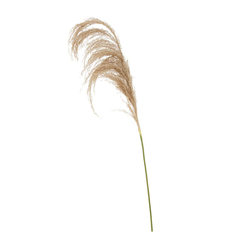 Fiori Pampas Grass | Natural Stem