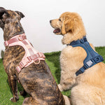 Cushioned Dog Harness | Pink