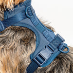 Cushioned Dog Harness | Blue