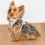 Cushioned Dog Harness | Grey